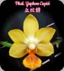 Phal. Yaphon Cupid